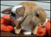 Floppy Bunny Mess