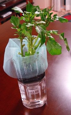 地味に水耕栽培中 たまのへや