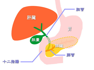 基礎知識 Cbd雑録