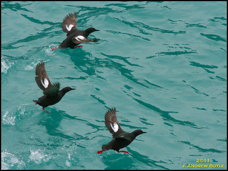 Pigeon Gullimot