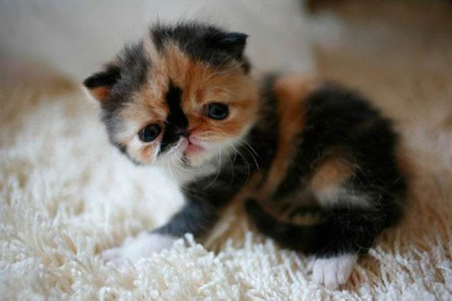 The Sweetest Kitten Ever
