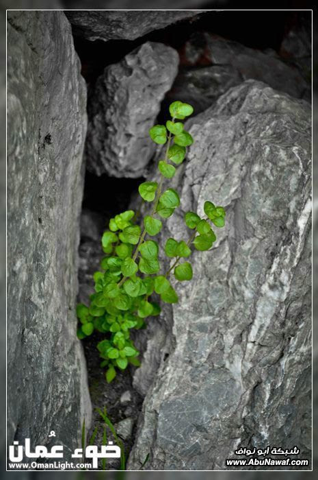 صور : جني محصول الزعتر من جبال الرستاق