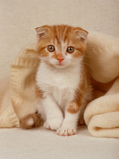 ねこ トム スコティッシュ フォールド の待ち受け画像 壁紙 動物 パラダイス