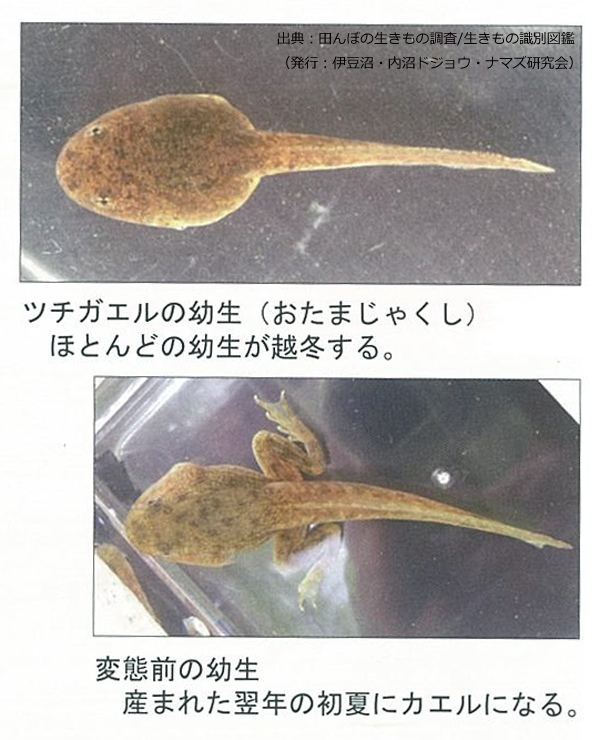 巨大おたまじゃくしの正体 Earth Planning Work