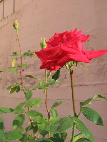 frat_rose