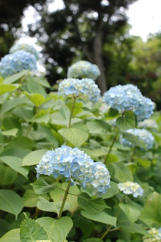 Hase temple, Hydrangea