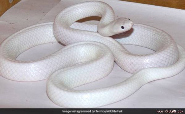 Phát hiện rắn trắng cực hiếm ở Australia
