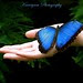 O! Butterfly! Butterfly! ஏன் விரித்தாய் சிறகை...எனையும்தான் உன்னைப் போலே...படைத்தானே இறைவன் எனும் ஓர் தலைவன்...