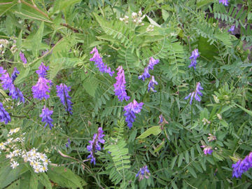 せせらぎ遊歩道 クサフジ 草藤 お花の簡易データベース 植物写真集