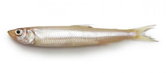 ワカサギに寄生虫はいる 川魚も危険 症状 下処理のコツ 生で食べられる お役立ち 季節の耳より情報局