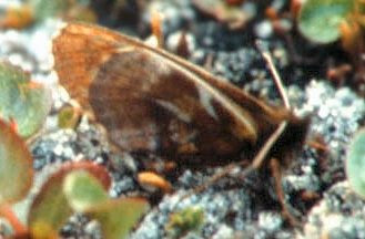 Moths and Butterflies of Europe and North Africa