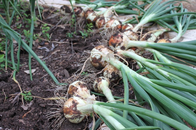When To Pick Onions : 1 : Once you've got your onion.