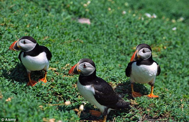 Puffins are one of the varieties of birds that live on the rocky island that rises from the Atlantic Ocean