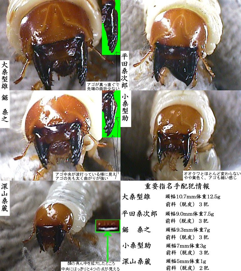 この顔にピンと来たら