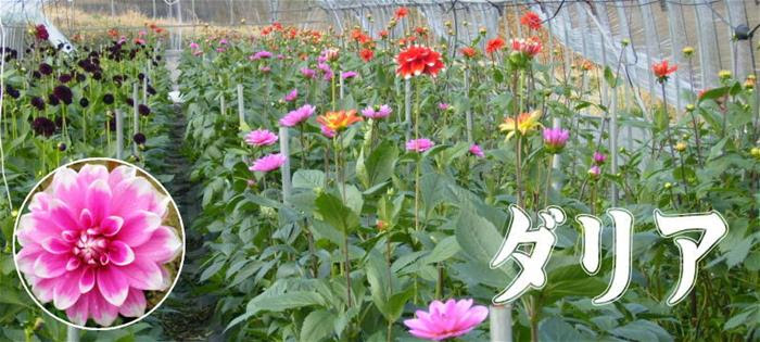 切り花ダリア 奈良県チャレンジ品目 奈良県公式ホームページ