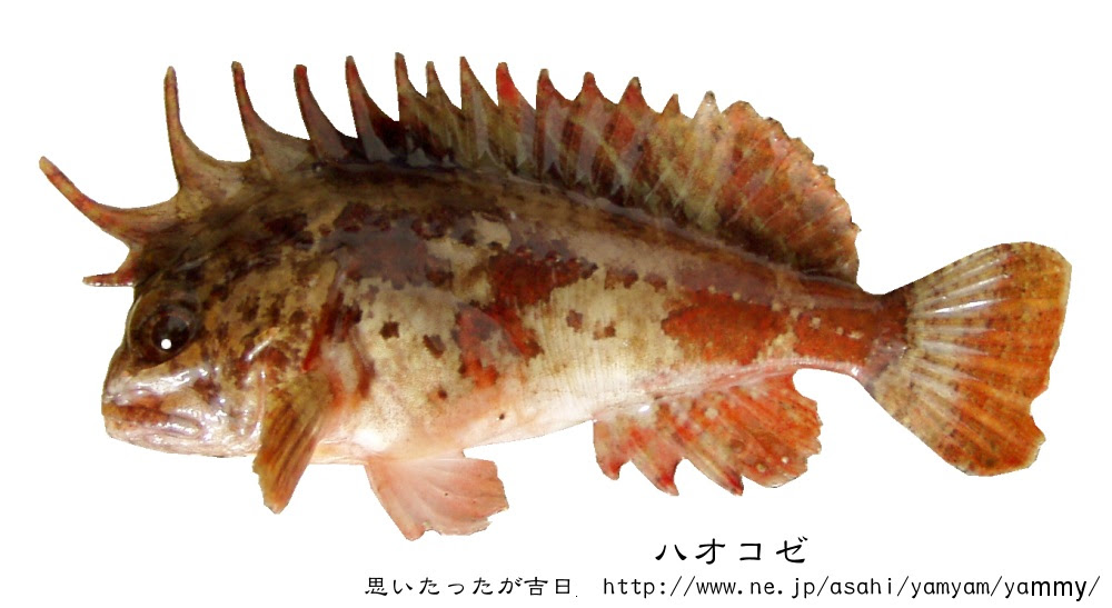 リアルな魚の魚釣りゲーム 工作