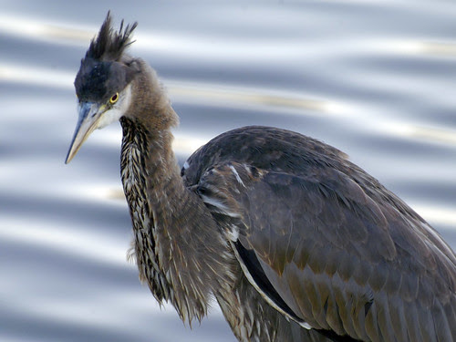 GBH or Ostrich