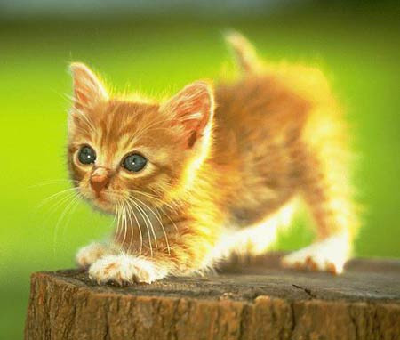 kittens and puppies. kitten.jpg