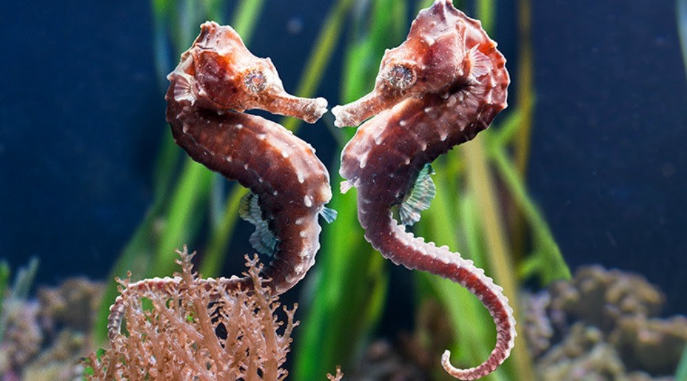 Learn About The Sex Lives Of Animals At Vancouver Aquarium After Hours Contest Listed