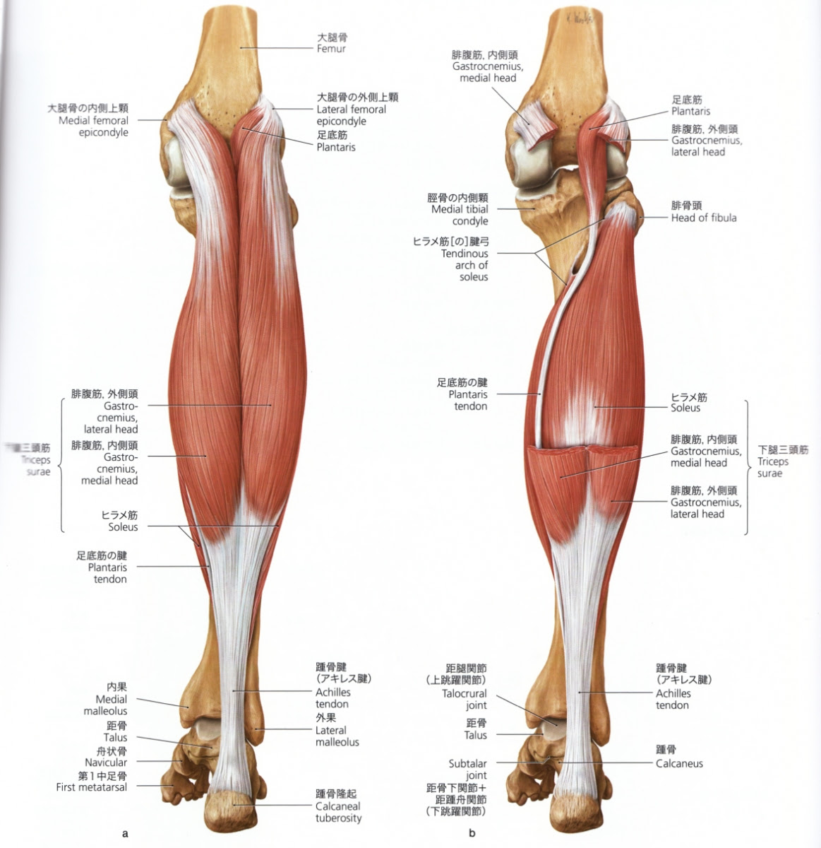 Pin On Trigger Point Therapy