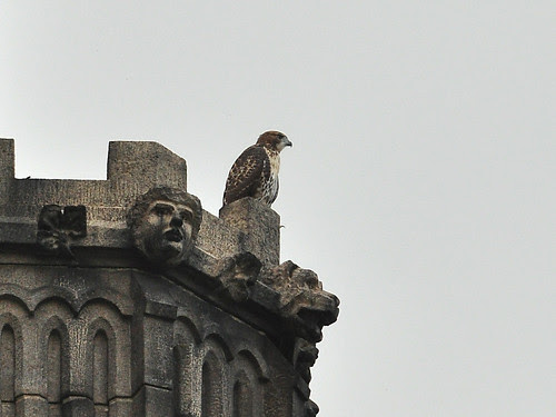 Cathedral Red-Tail Fledgling