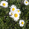 daisy test K02 f/11