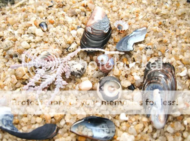 beach,rachel True