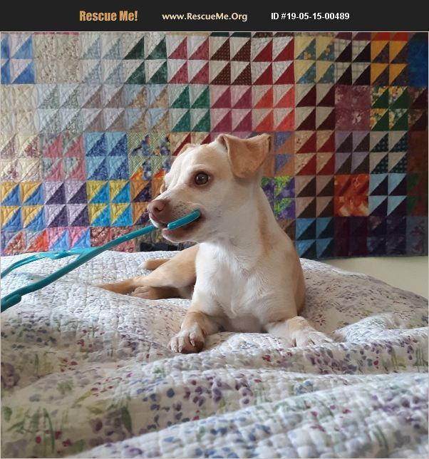 ADOPT 19051500489 Chihuahua Rescue Tucson, AZ