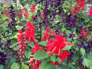 赤 紫 白のサルビア 安曇野のペンション 森のみち草 本と宿の日々