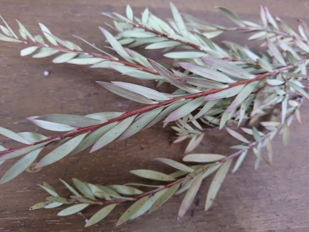 随時追加 ドライフラワーに適した種類の一覧と作り方 簡単 ドライフラワーにできる花 葉 枝のリストとコツ はなぴこ