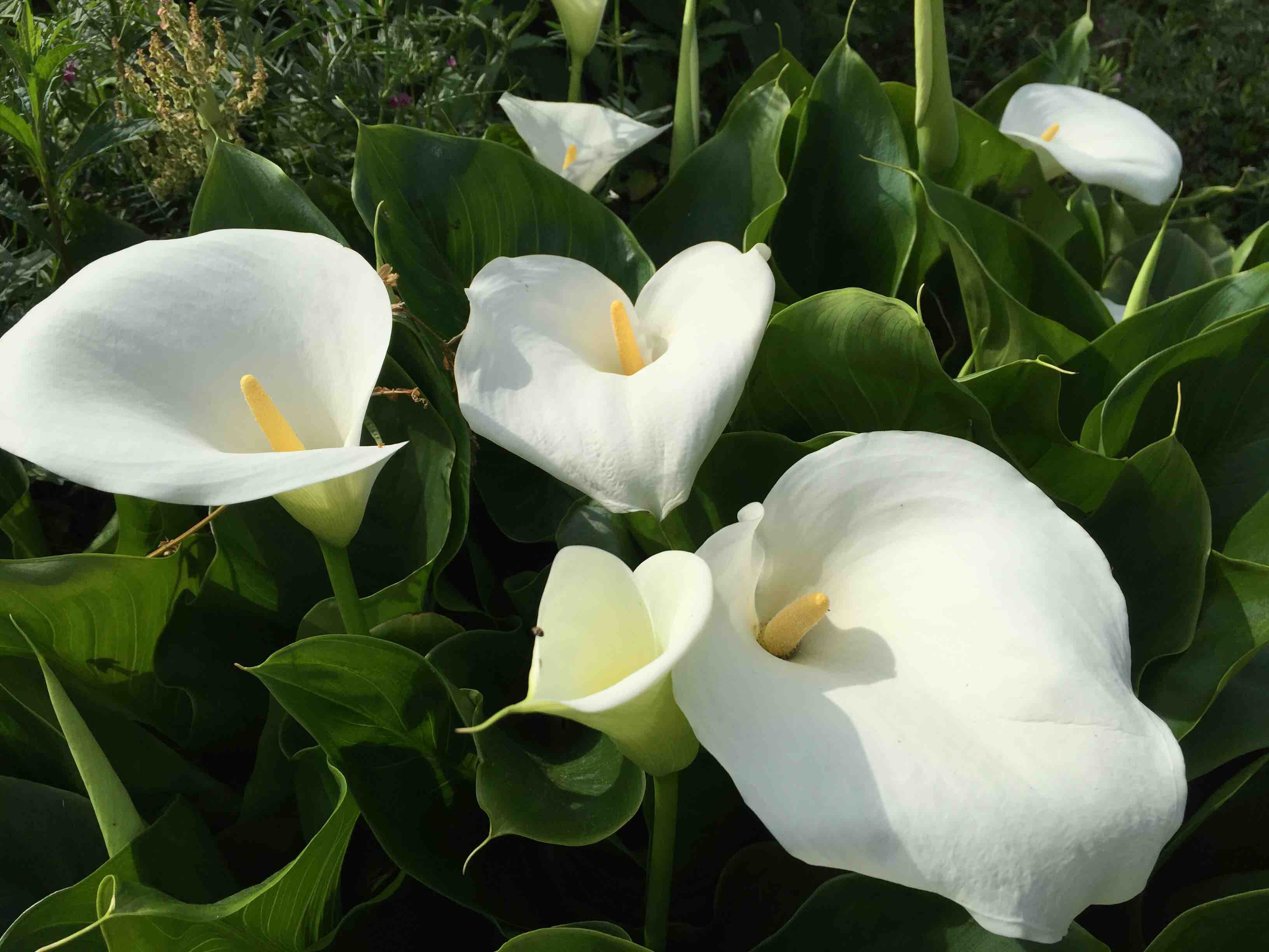 フリー画像 カラーの花 癒し系 自然と町並み動画