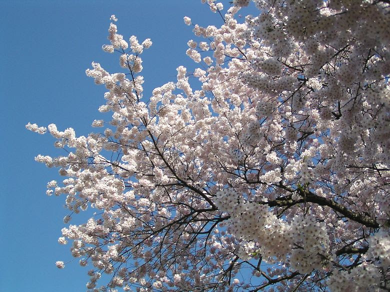 榴岡公園 仙台市 の桜 その１