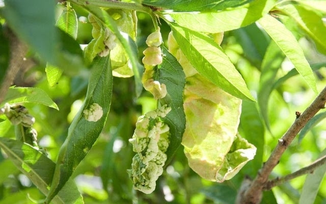 Dormant Sprays Can Help Reduce Pests And Disease In Fruit Trees What S Growing On San Joaquin Uc Master Gardeners Anr Blogs