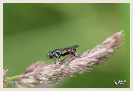 IMG_4194-signée