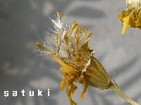 種とり ダールベルクデージー