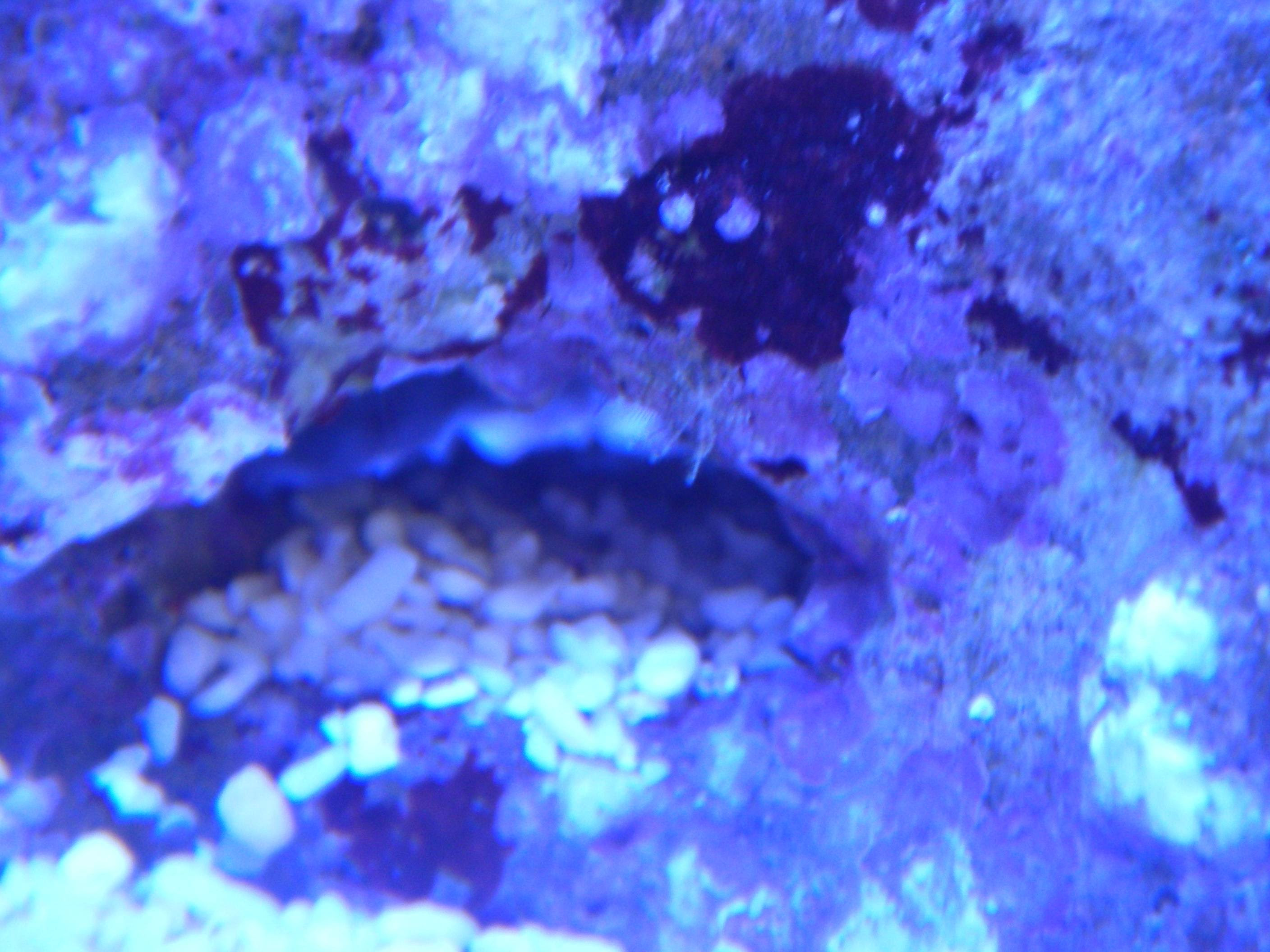ライブロックから新たな生き物たちが出てきました 30cm水槽の海水魚飼育
