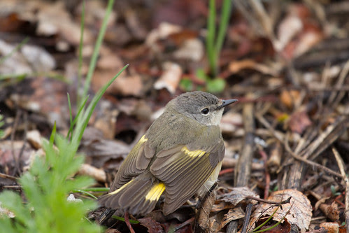 American Redstart