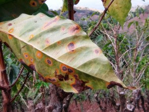La roya es un hongo que infecta las hojas de las plantas de café y causa su caída prematura. (CRH)
