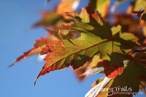 fall colors-2