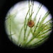 66. Make:Biosphere - freshwater snail #1