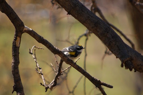 DSC_4728.JPG
