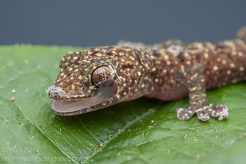 Gekko monarchus IMG_5012 copy