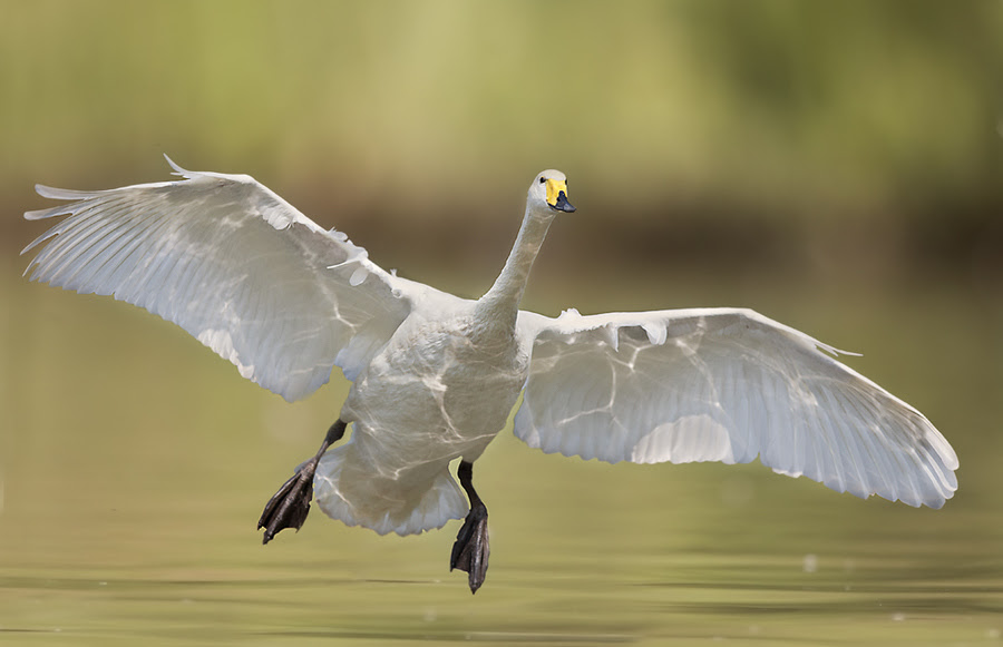 nature photography, Stefano,