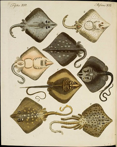 Manta ray species