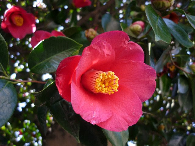 愛の花言葉 ベスト１０は 花言葉事典