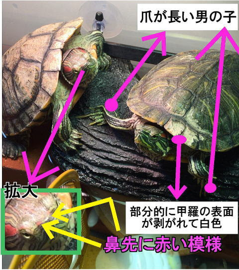 16年2月7日 東京都練馬区西大泉でミシシッピアカミミガメ2匹がいなくなりました かめんちゅshop 2号店による各地迷子かめさん情報 保護情報