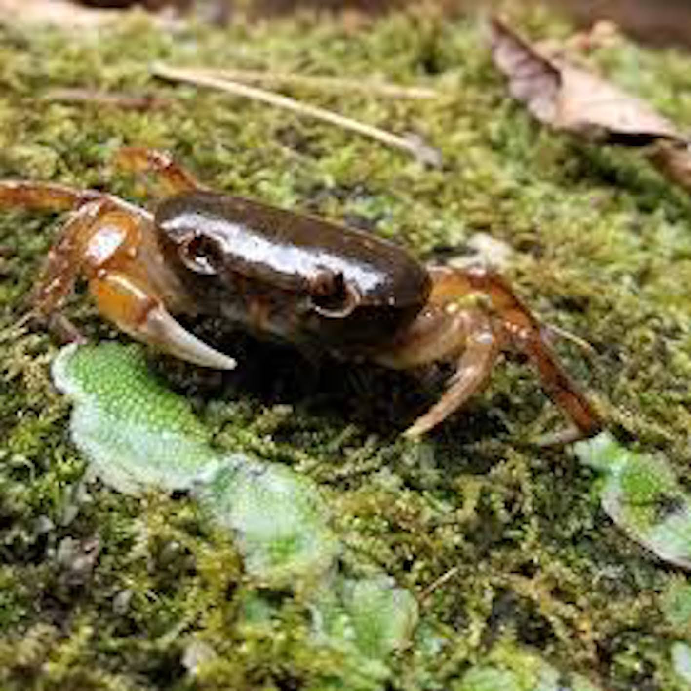 冬の時期のサワガニの飼い方や餌について カニlab