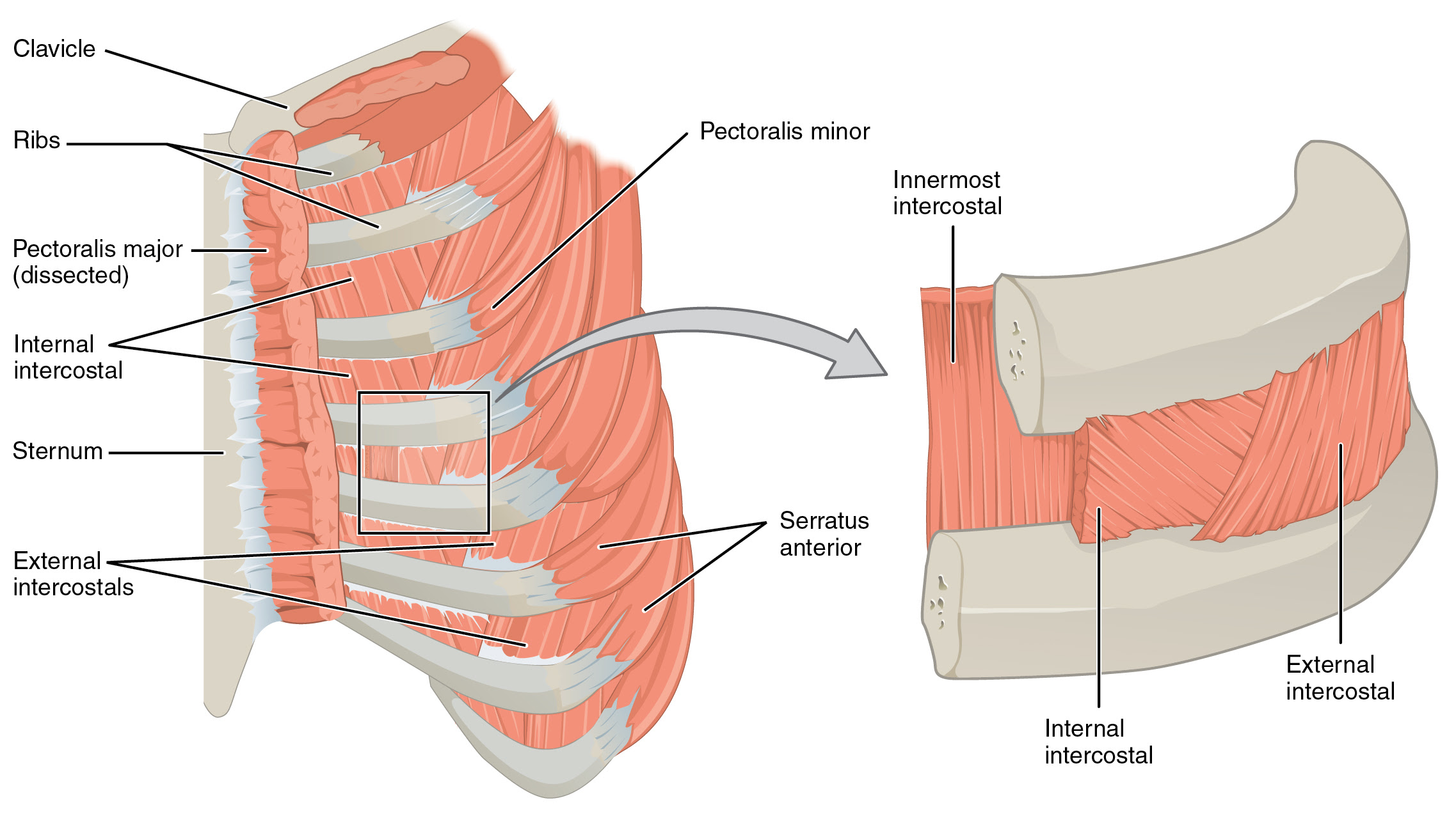 Thoracic And Abdominal Muscles Lecturio Online Medical Library