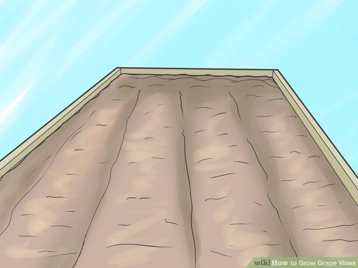 Grow Grape Vines Step 3 Version 2.jpg