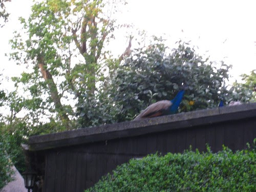 the peacocks show